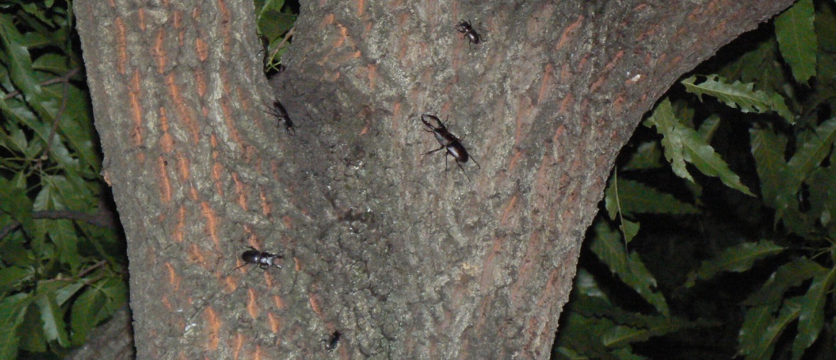 団地前のクヌギ_5_正面3ｍ上右の幹 コクワガタ4匹とノコギリクワガタ1♂ 2021年5月28日19時35分頃 気温23度